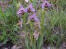 Ophrys scolopax